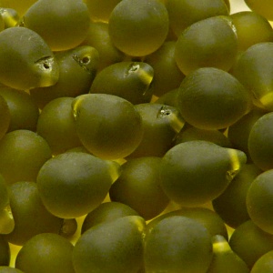 10ks České skleněné mačkané korálky kapky 10x14mm hnědý olivín mat